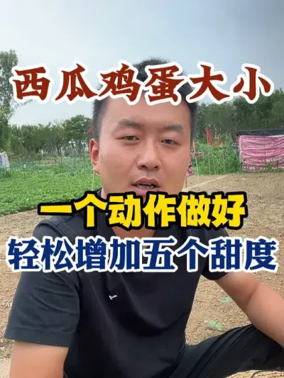 西瓜鸡蛋大小做好这个动作轻松增加五个甜度 #西瓜种植 #农业种植 #种植小技巧 #传播农业小知识 #分享农业知识帮农民增产增收
