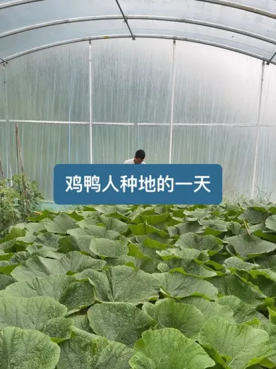 鸡鸭人种地博主的一天 #新农人计划2025 #种菜我是认真的