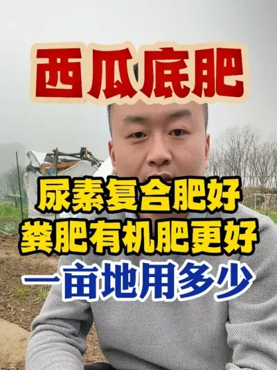 西瓜底肥用尿素复合肥好还是粪肥有机肥更好每亩多少斤 #西瓜种植 #西瓜种植技术 #种植小技巧 #传播农业小知识