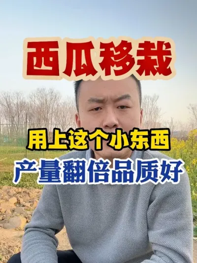 西瓜移栽用上它产量翻倍品质好 #西瓜种植 #西瓜种植技术 #种植小技巧 #传播农业小知识