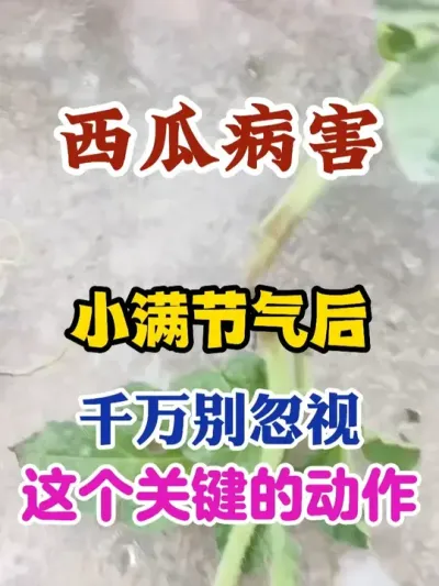 西瓜病害防治小满节气之后千万别忽视这个小动作 #西瓜种植 #农业种植 #种植小技巧 #传播农业小知识 #分享农业知识帮农民增产增收