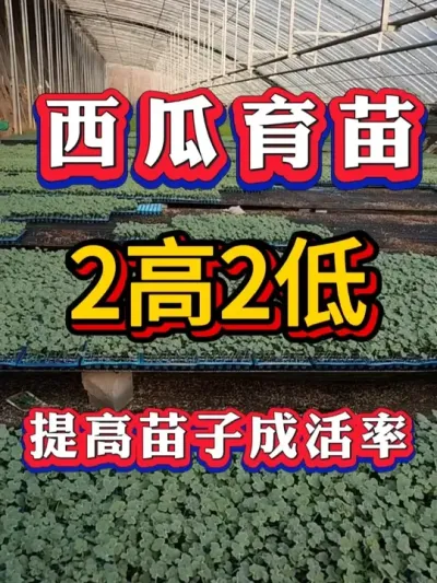 �������� 2�� 2�� ������ӳɻ��� #����ݪֲ #������ #����ݪֲ #�������� #8424����