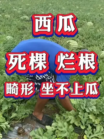 ���� �����Ϲ� �ز����Ҫ�� #����ݪֲ #������ #����ݪֲ #�������� #8424����