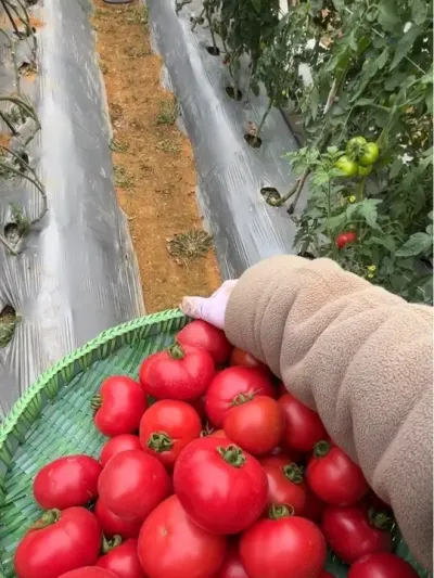 快来看看你们吃的蔗糖的原料是怎么种出来的吧！#种甘蔗