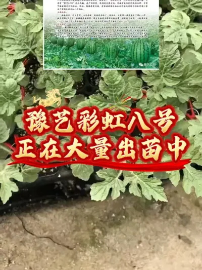 豫艺彩虹八号彩虹西瓜正在大量出苗中，你准备好了吗？采摘园种植西瓜必备品种，可以为你增加人气的品种。#彩虹八号 #彩虹西瓜 #冰淇淋西瓜 #豫艺西瓜 #黄瓤西瓜
