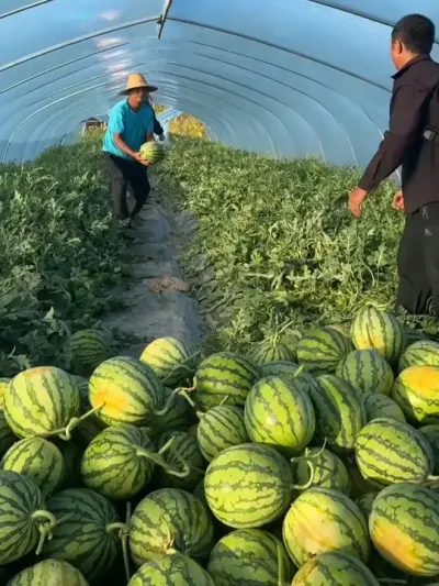 西瓜两蔓种植 和三蔓种植的区别 #种西瓜  #西瓜种植 #大棚种植  #麒麟西瓜 #8424西瓜  #番茄种植 #辣椒种植