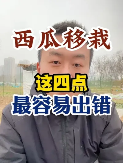 西瓜定植移栽最容易犯的四点错误 #西瓜种植 #西瓜种植技术 #种植小技巧 #传播农业小知识