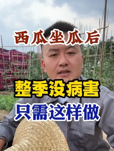 西瓜做瓜后整季没病害只需这样做 #西瓜种植 #农业种植 #种植小技巧 #传播农业小知识 #分享农业知识帮农民增产增收