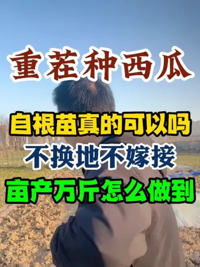 重茬地种西瓜自根苗真的可以吗怎么做到不换地不嫁接亩产万斤 #西瓜种植 #西瓜种植技术 #种植小技巧 #传播农业小知识