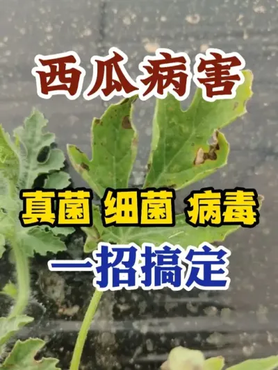西瓜病害真菌细菌病毒一招搞定 #西瓜种植 #农业种植 #种植小技巧 #传播农业小知识 #分享农业知识帮农民增产增收
