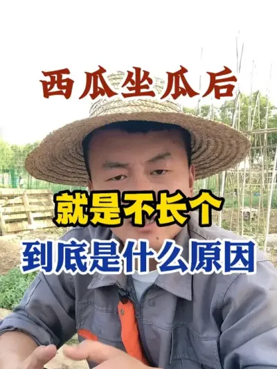 西瓜做瓜后就是不长个到底是什么原因 #西瓜种植 #农业种植 #种植小技巧 #传播农业小知识 #分享农业知识帮农民增产增收