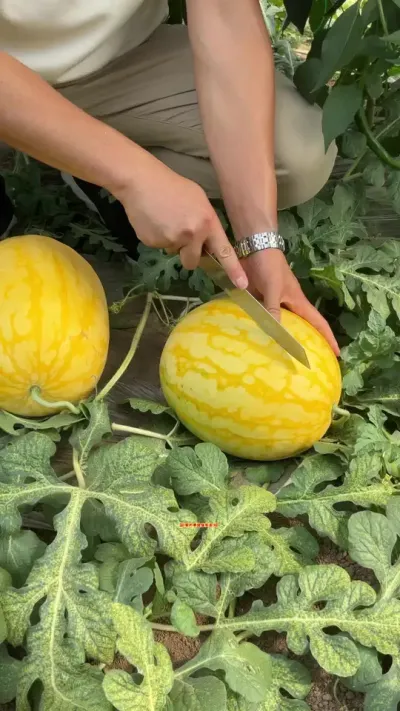 ԥ�����Ͽ�����Ʒ����ÿ��5�¶��������ڴ���������Ʒ�ִӺ����ɹ�С���������£�#ԥ������ #��Ƥ���� #��ȿ���� #�������� #��ɫˮ��ݪֲ