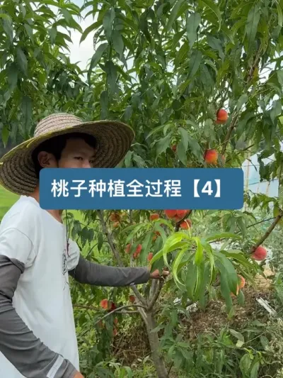 ����һ���ݪֲ����Ҿ�Ȼ�Ǽٵ�������˻����� ����ժ�������ɻ��ҹ�ͷ#���� #��ũ������2025