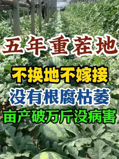 五年重茬种西瓜不换地不嫁接照样没有根腐枯萎亩产破万斤没病害 #西瓜种植 #西瓜种植技术 #种植小技巧 #传播农业小知识