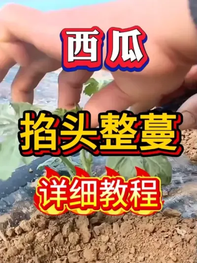 西瓜掐头整蔓全流程 #种西瓜 #西瓜种植 #大棚种植  #麒麟西瓜 瓜#8424西瓜  #番茄种植  #辣椒种植