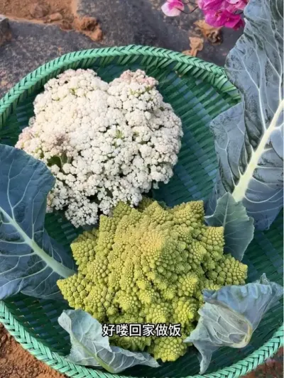 今天吃番茄滑肉，五花肉炒宝塔菜，清炒菜苔，凉拌凤梨萝卜#摘菜 #小菜园