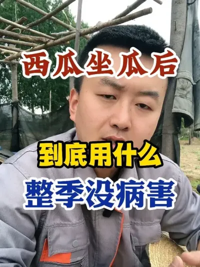 西瓜做瓜后到底用什么整季没病害 #西瓜种植 #农业种植 #种植小技巧 #传播农业小知识 #分享农业知识帮农民增产增收