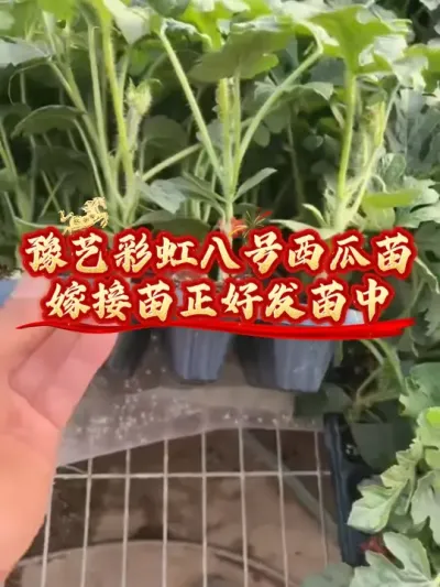 豫艺彩虹八号彩虹西瓜苗正在发苗中，高端礼品西瓜首选彩虹八号，咬一口就爱上的味道！#彩虹八号 #彩虹西瓜 #豫艺西瓜 #冰淇淋西瓜 #西瓜种植技术