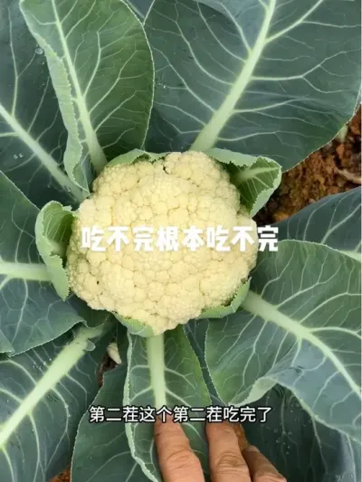 这个花椰菜大家都去种，种一茬就吃不完根本吃不完！#小菜园 #花椰菜