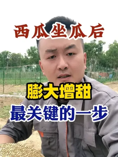 西瓜做瓜后膨大增甜最关键的一步 #西瓜种植 #农业种植 #种植小技巧 #传播农业小知识 #分享农业知识帮农民增产增收