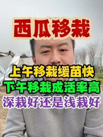 西瓜移栽上午移栽好还是下午移栽缓苗快成活率高深栽好还是浅栽好 #西瓜种植 #西瓜种植技术 #种植小技巧 #传播农业小知识