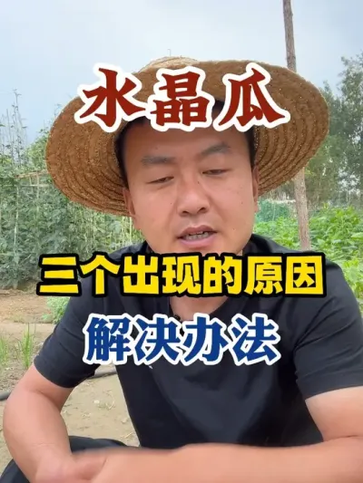 水晶瓜出现的三个原因以及解决办法 #西瓜种植 #农业种植 #种植小技巧 #传播农业小知识 #分享农业知识帮农民增产增收