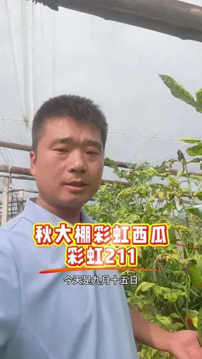 �＾ݪֲ�ʺ�����ѡ��ʲôƷ�������ԥ�ղʺ�211������ѵ�ѡ�������Ժ����Ƕȸ���Ʒ�ʺã�#�ʺ����� #ԥ������ #��������� #�＾����