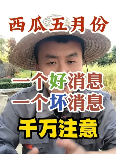 西瓜五月份一个好消息一个坏消息千万注意 #西瓜种植 #农业种植 #种植小技巧 #传播农业小知识 #分享农业知识帮农民增产增收