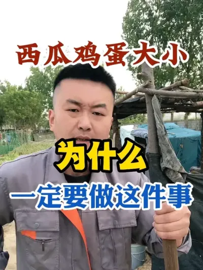 西瓜鸡蛋大小为什么一定要做这件特别重要的事 #西瓜种植 #农业种植 #种植小技巧 #传播农业小知识 #分享农业知识帮农民增产增收