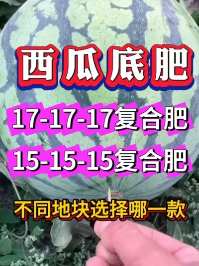 ���ϵ׷� ����17������15 �ĸ����ʺ� #������ũ #������ #����ݪֲ #�������� #8424����