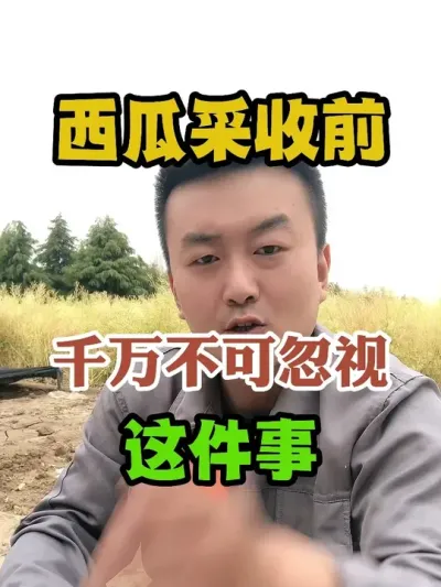西瓜采收前千万别忽视这件事 #柑橘种植 #农业种植 #种植小技巧 #传播农业小知识 #分享农业知识帮农民增产增收