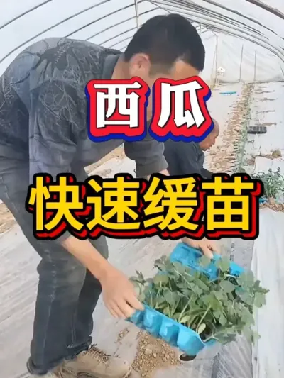 西瓜快速缓苗的方法 #种西瓜 #西瓜种植 #大棚种植  #麒麟西瓜#8424西瓜  #番茄种植  #辣椒种植