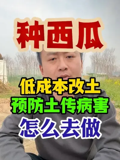 种西瓜低成本改土预防土传病害怎么去做 #西瓜种植 #西瓜种植技术 #种植小技巧小妙招 #传播农业小知识