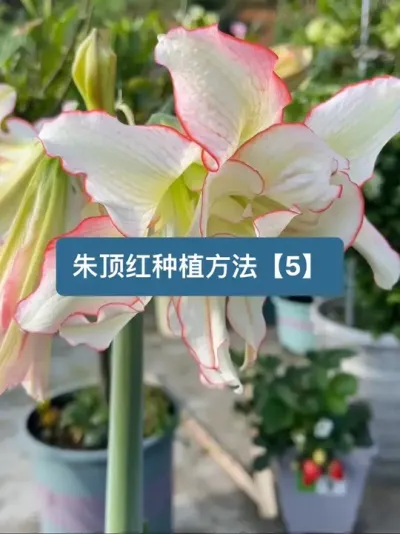 历时两年，朱顶红种植方法全过程【5】 #爱生活爱养花 #朱顶红