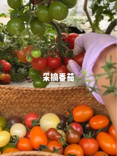 幸福有很多种，每天吃上自己种的番茄也是一种#番茄成熟了 #采摘 #番茄种植