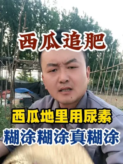 西瓜地里用尿素糊涂糊涂真糊涂 #西瓜种植 #农业种植 #种植小技巧 #传播农业小知识 #分享农业知识帮农民增产增收
