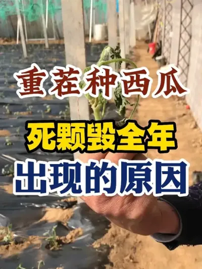 重茬种西瓜死颗能解决吗 #西瓜种植 #西瓜种植技术 #种植小技巧小妙招 #传播农业小知识