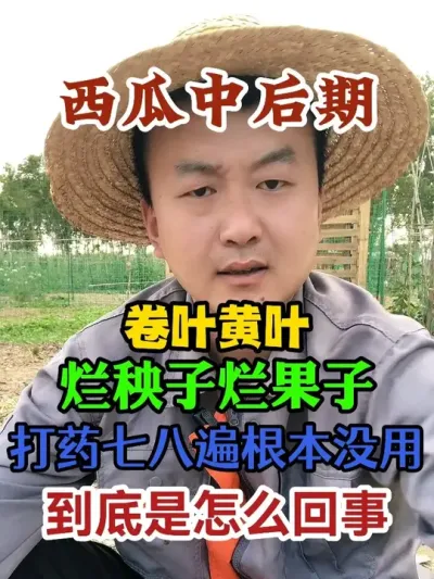 西瓜中后期卷叶黄叶烂秧子烂果子打药七八遍还是没有用到底怎么回 #西瓜种植 #农业种植 #种植小技巧 #传播农业小知识 #分享农业知识帮农民增产增收