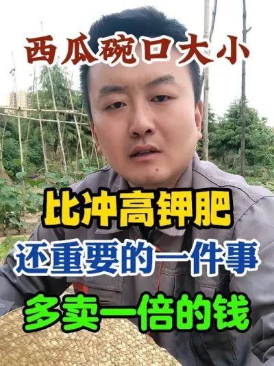 西瓜碗口大小比冲高钾肥还重要的一件事多卖一倍的钱 #西瓜种植 #农业种植 #种植小技巧 #传播农业小知识 #分享农业知识帮农民增产增收