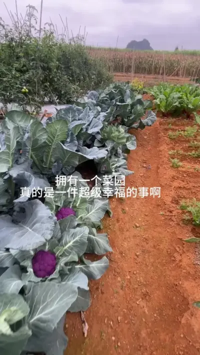 以前嗤之以鼻的种菜，现在是真的爱上了，一天不见我的菜园子，都牵挂的慌#小菜园 #种菜