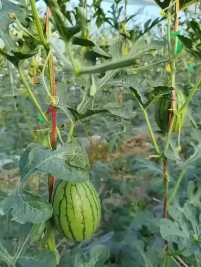 豫艺彩虹八号西瓜海南基地正在茁壮成长，让人看一眼就一见钟情！#彩虹八号 #彩虹西瓜 #豫艺西瓜 #冰淇淋西瓜