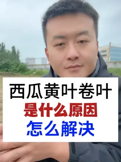 ���ϻ�Ҷ��Ҷ��ʲôԵ��ԭ����ô��� #����ݪֲ #ݪֲС���� #����ũҵС֪ʶ #����ũҵ֪ʶ��ũ����������