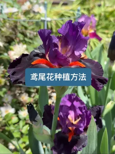 历时一年多，从种植到开花，鸢尾花的种植方法 #鸢尾花