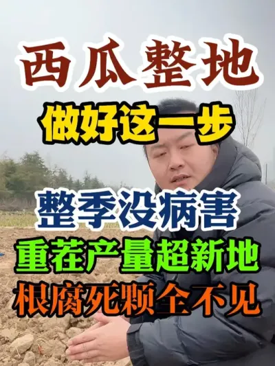 西瓜整地做好这一步整季没病害重茬地产量超新地没有根腐死颗 #西瓜种植 #种植小技巧 #西瓜种植技术 #传播农业小知识