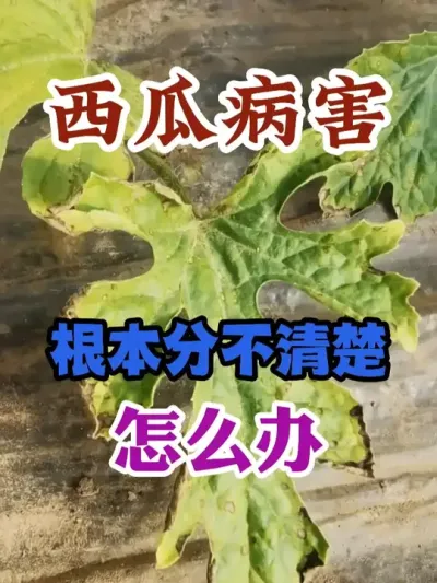 西瓜病害根本分不清楚到底怎么办 #西瓜种植 #农业种植 #种植小技巧 #传播农业小知识 #分享农业知识帮农民增产增收