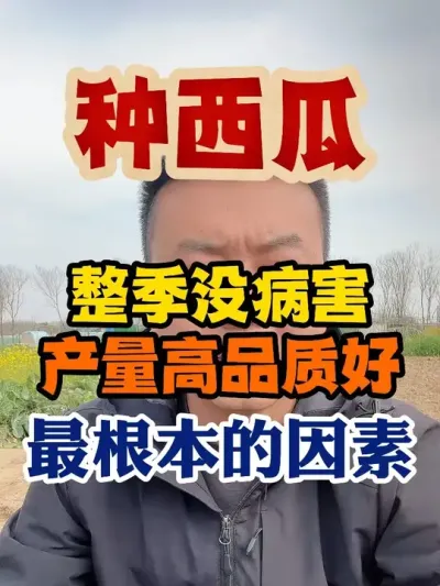 种西瓜整季没病害产量高品质好的最根本因素 #西瓜种植 #西瓜种植技术 #种植小技巧 #传播农业小知识