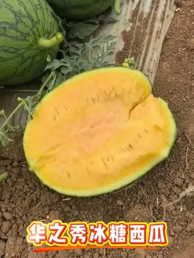 华之秀冰糖西瓜，糖度高达14度，货架期长达30天，品质好，耐裂性好，好种植，好管理！让你种西瓜更简单！#彩虹西瓜 #黄瓤西瓜 #吊蔓西瓜 #华之秀冰糖