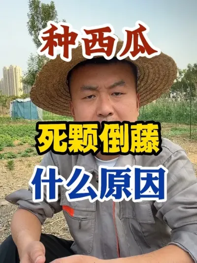 种西瓜死颗倒藤是什么原因 #西瓜种植 #农业种植 #种植小技巧 #传播农业小知识 #分享农业知识帮农民增产增收