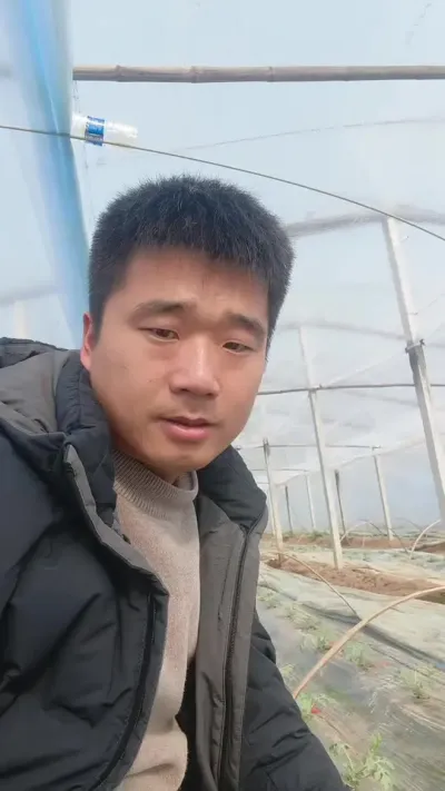 豫艺L29西瓜早春多层覆盖种植表现！#豫艺L29 #豫艺西瓜 #麒麟西瓜