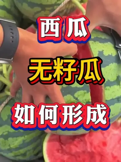 无籽西瓜如何形成 #种西瓜  #西瓜种植 #大棚种植  #麒麟西瓜 #8424西瓜  #番茄种植 #辣椒种植